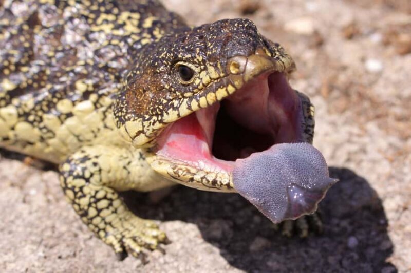 Yorke Peninsula: 3-Day Coastal Wilderness Tour from Adelaide - Who Should Consider This Tour?  