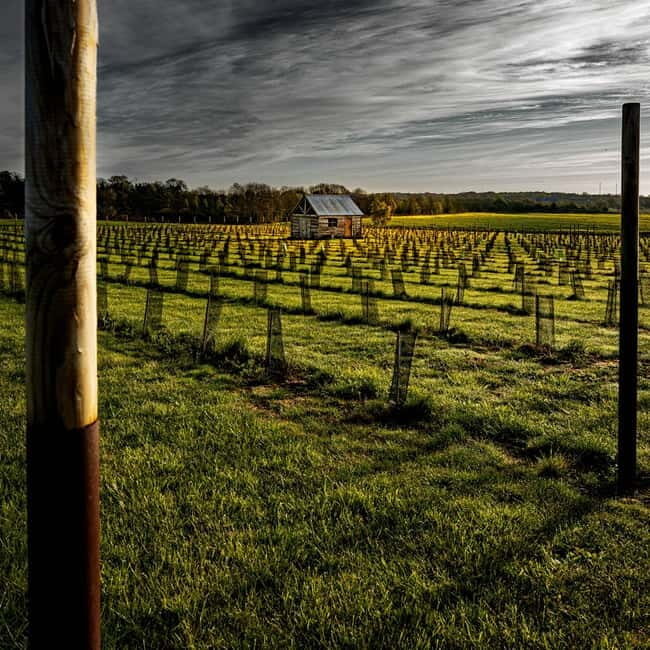 Yorkshire: Loversall Vineyard Wine Tasting and Tour - Key Points