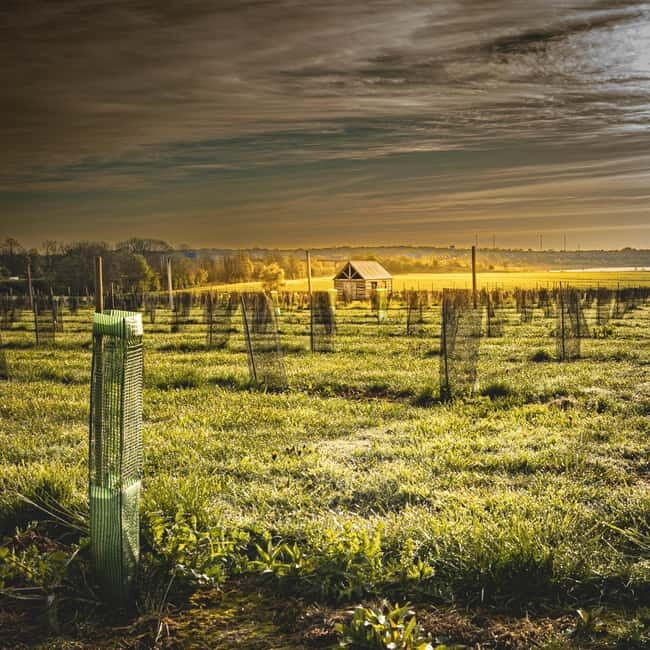 Yorkshire: Loversall Vineyard Wine Tasting and Tour - Practical Details and What It Means for You