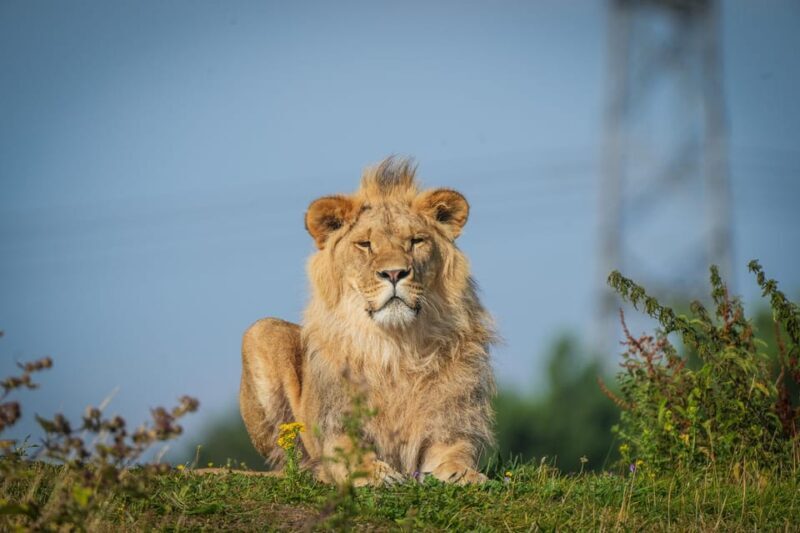 Yorkshire Wildlife Park: Entry Ticket - An In-Depth Look at Yorkshire Wildlife Park