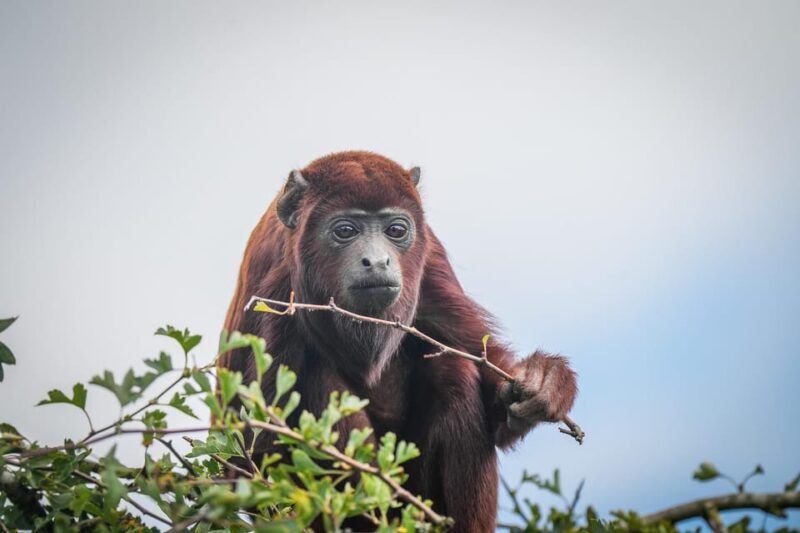 Yorkshire Wildlife Park: Entry Ticket - FAQs