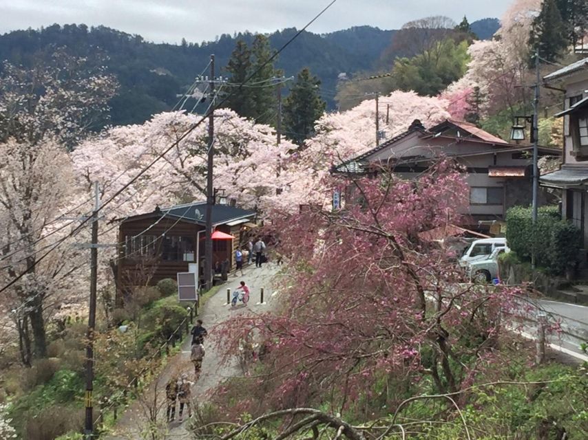 Yoshino: Private Guided Tour & Hiking in a Japanese Mountain - Hanayagura Observation Point and Guided Walk