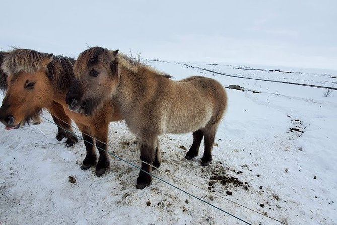 Your Private Golden Circle Tour With a Personal Guide - Booking Information