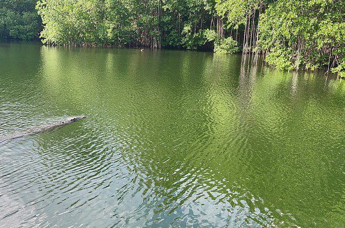 YS Falls and Black River Safari Including Pelican Bar Tour - The Experience: What Travelers Are Saying