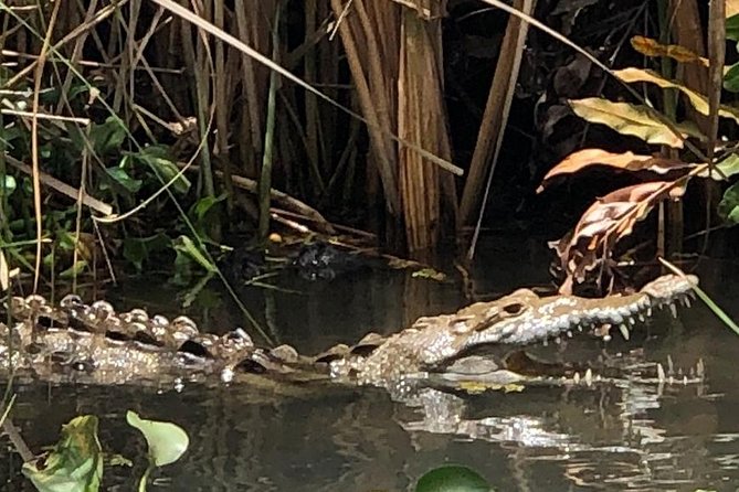 YS Falls, Black River Safari, Appleton Rum Tour OR Pelican Bar (Choose Up to 3) - Pickup Information