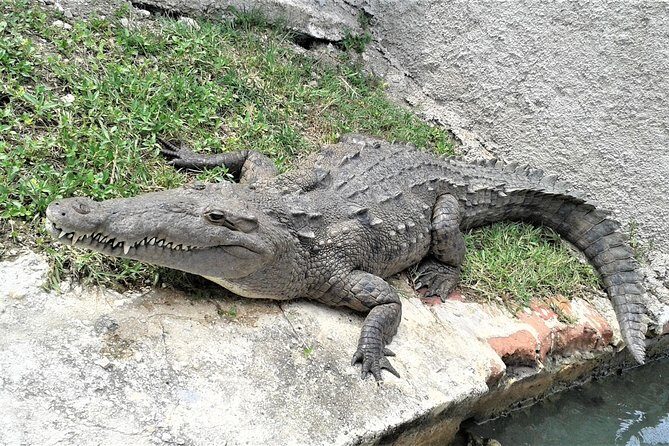 YS Falls plus Black River Safari Guided Tour w/Lunch & Admission from Falmouth - Key Points