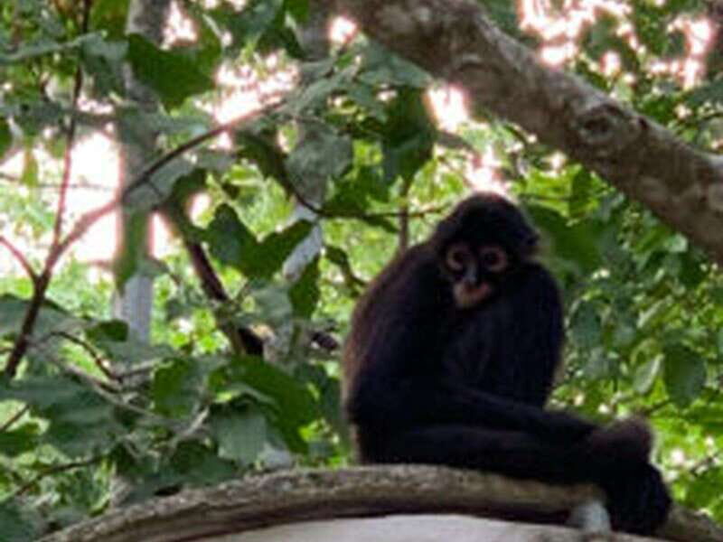 Yucatan: Coba Ruins & Punta Laguna Jungle Adventure - What You Need to Know: Practical Details