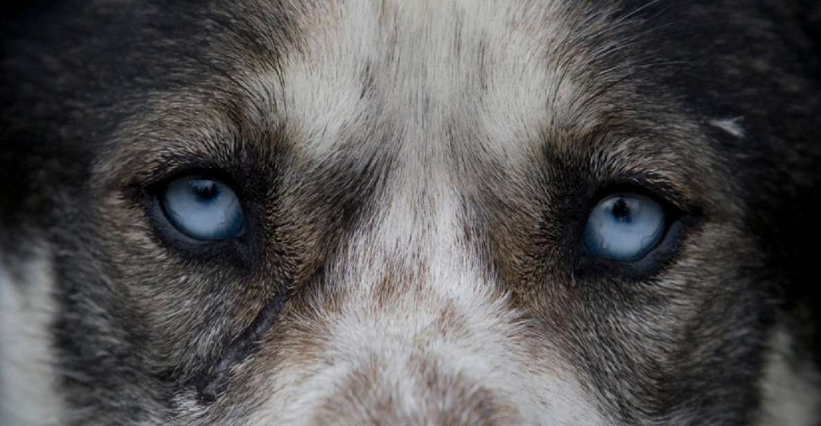 Yukon Dogs and Gold - Key Points