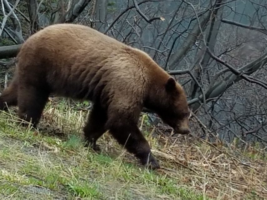 Yukon Dogs and Gold - Outdoor Activities