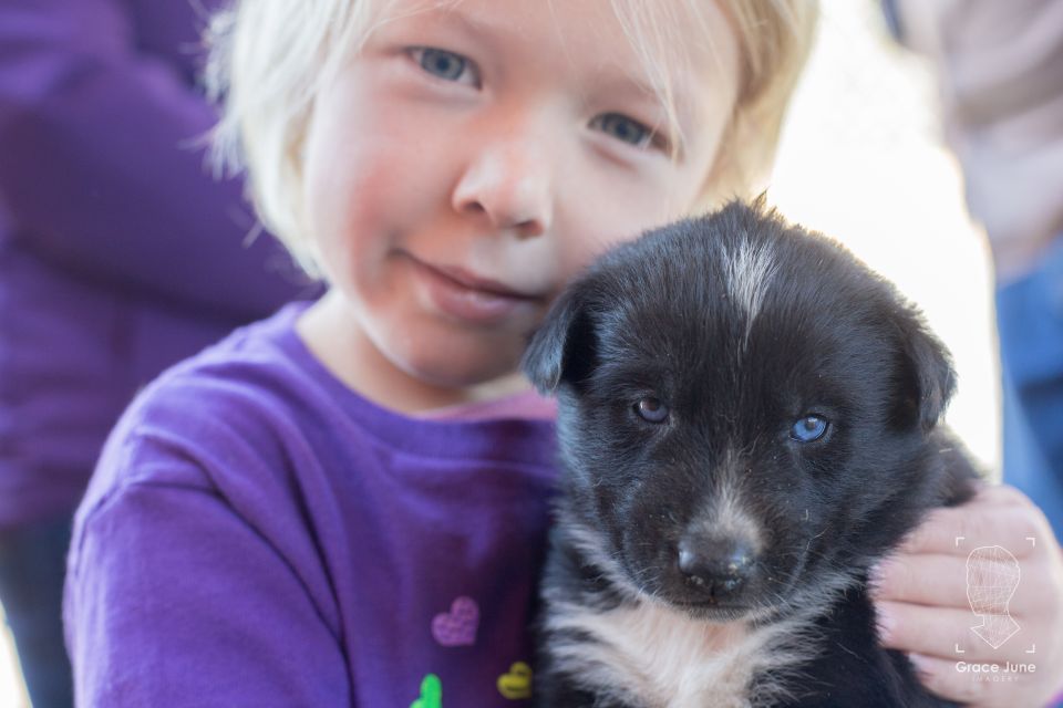 Yukon Dogs and Gold - Stunning Sights