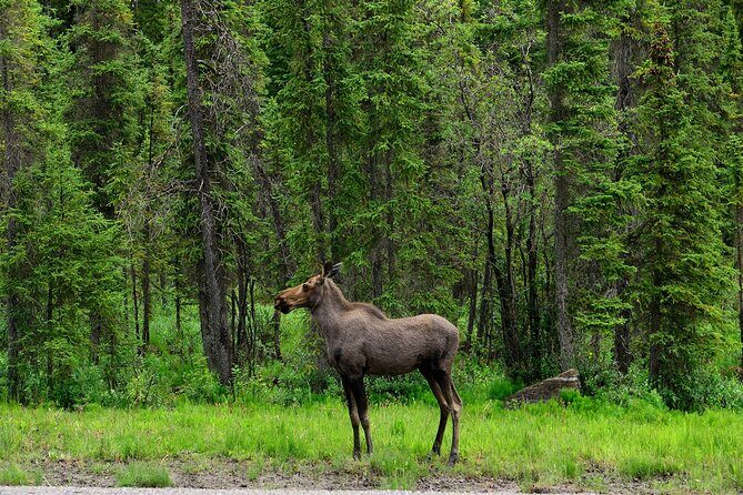Yukon River Boat Tour Through Miles Canyon - Final Thoughts