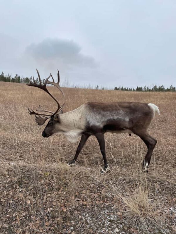 Yukon Wildlife & Nordic Hot Springs Experience - Key Points