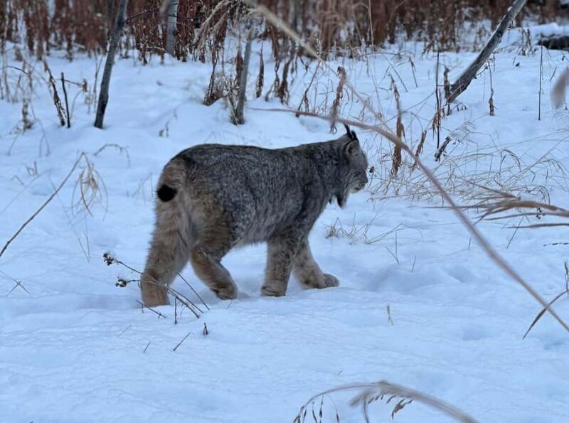 Yukon Wildlife & Nordic Hot Springs Experience - FAQ