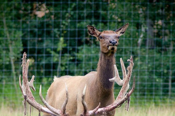Yukon Wildlife Preserve & Eclipse Nordic Hot Springs - Booking Information