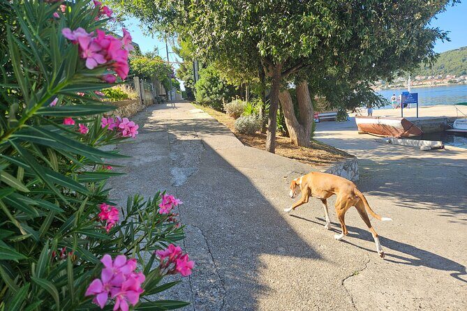 Zadar 3-Islands Tour: Snorkeling, Beach & Sightseeing - 4,5hr - Who Is This Tour Best For?