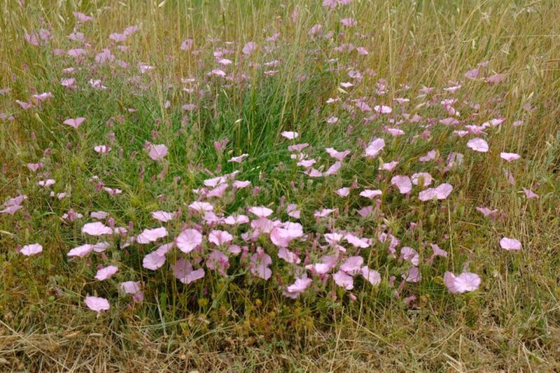 Zadar: Boat Tour to the Nearby Islands - What Sets This Tour Apart