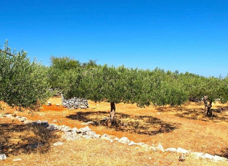 Zadar, ibenik: Olive Mill Tour, Tasting, Self Drive - The Value of the Experience