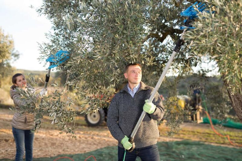 Zadar, ibenik: olive oil, wine & food tasting, Self Drive - FAQs