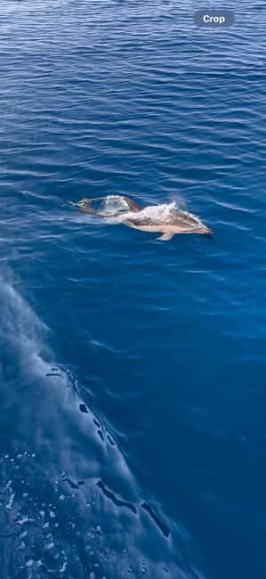 Zadar: Sveti Filip i Jakov Dolphin Watching Morning Tour - Key Points