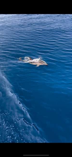 Zadar: Sveti Filip i Jakov Dolphin Watching Morning Tour - An In-Depth Look at the Sveti Filip i Jakov Dolphin Tour