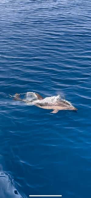Zadar: Sveti Filip i Jakov Dolphin Watching Morning Tour - What Travelers Say