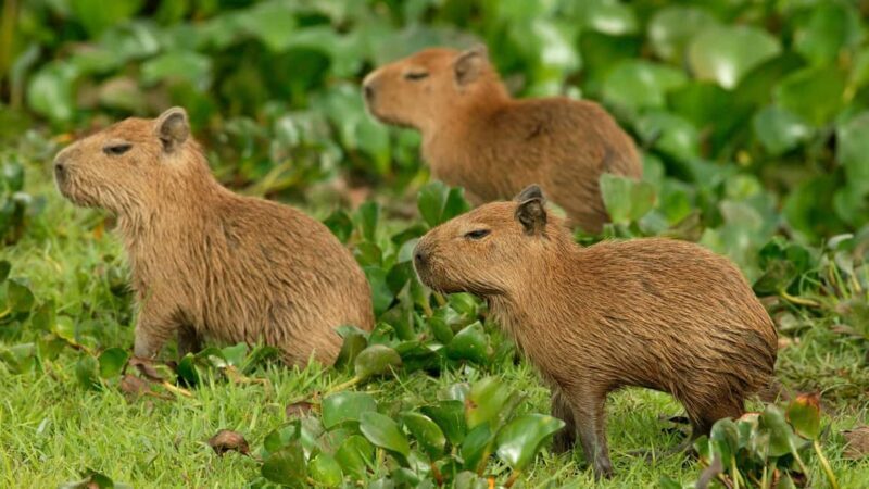 Zagreb: Science Tours, Zagreat Outdoors - Key Points