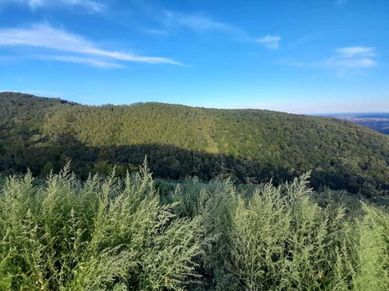 Zagreb through plants: an urban and botanical walk - Key Points