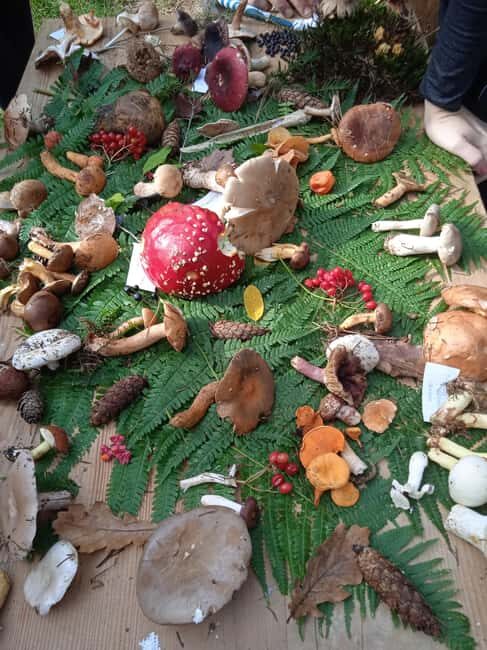 Zagreb through plants: an urban and botanical walk - Exploring Zagreb with a Green Perspective