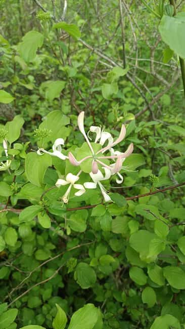 Zagreb through plants: an urban and botanical walk - The Sum Up
