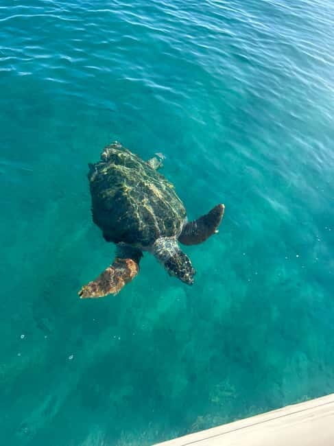Zakynthos: Laganas, Keri, & Marathonisi Turtle Spotting Tour - An In-Depth Look at the Zakynthos Turtle Spotting Tour