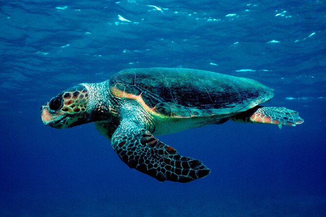 Zakynthos Marine Park With Turtles Spotting - Inclusions and Highlights of the Excursion