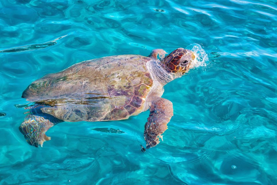 Zakynthos: Small Boat Trip to Keri, Mizithres & Marathonisi - Frequently Asked Questions