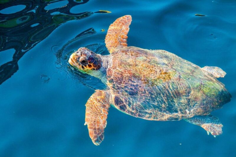 Zakynthos: Turtle Island & Keri Caves Glass-Bottom Boat Tour - Key Points