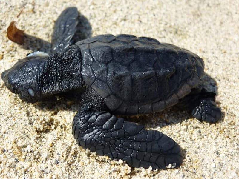 Zakynthos: Turtle Spotting Cruise with Glass-Bottom Boat - Introduction
