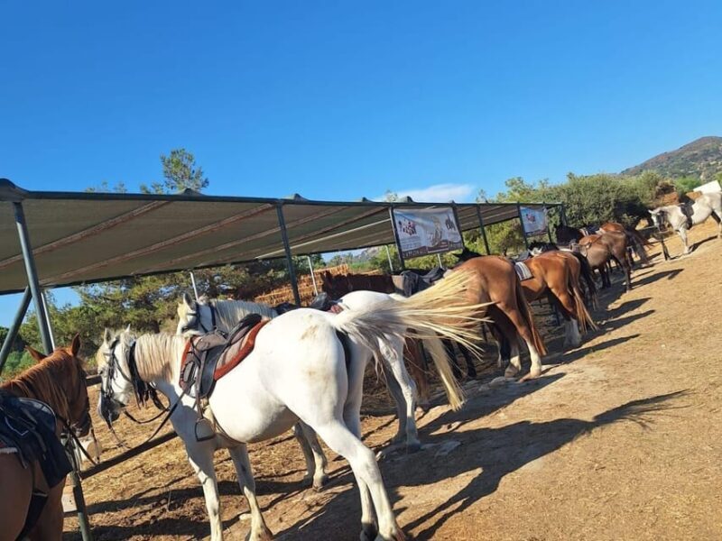 Zakynthos: Yotomu Horseback Riding Tour - FAQ