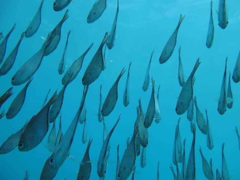 Zanzibar: 2-Day PADI Dive Into Paradise on a Scuba Tour - FAQ about the Zanzibar 2-Day PADI Dive Experience