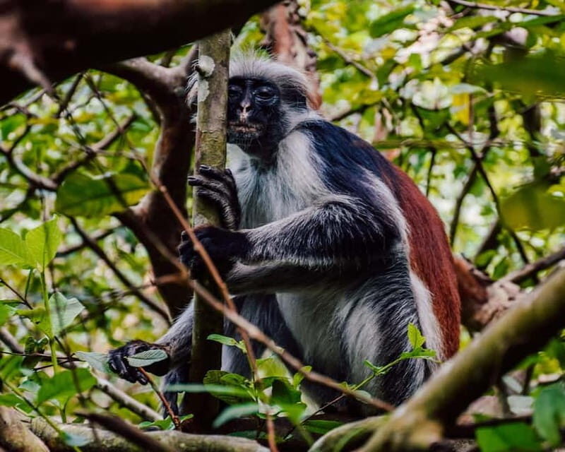 Zanzibar: Prison Island, Spice Farm Tour & Jozani with Lunch - Jozani Forest: Encountering Rare Monkeys and Biodiversity