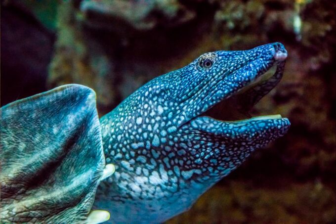 Zaragoza : Aquarium Entry Ticket - Redeeming the Voucher