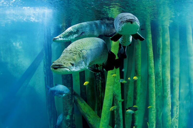 Zaragoza: Combo Amusement Park and Aquarium Entry Ticket - Zaragoza River Aquarium Overview