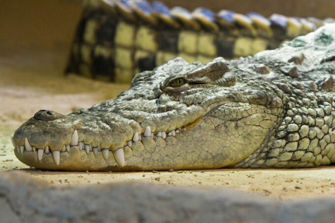 Zaragoza: Combo Amusement Park and Aquarium Entry Ticket - Ticket Validity and Availability