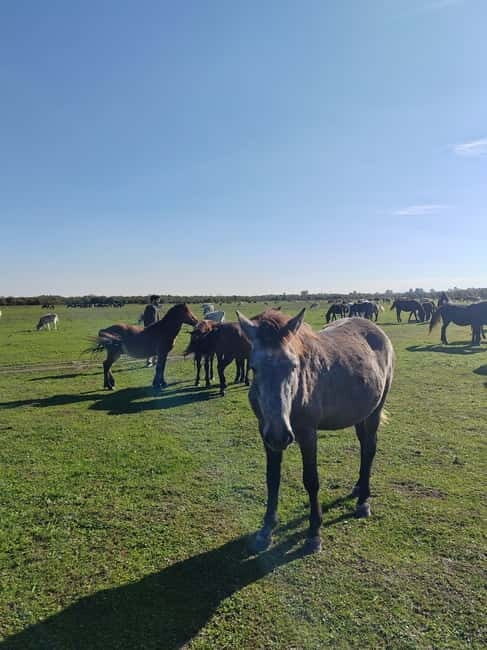 Zasavica Safari Tour - Final Thoughts