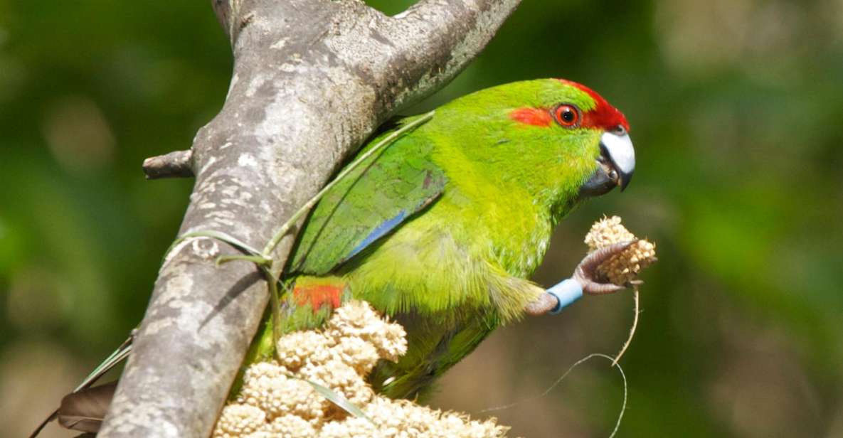 Zealandia by Day Tour - Pricing and Duration