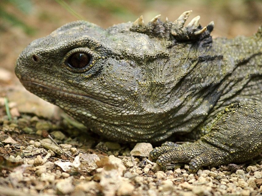 Zealandia by Day Tour - Customer Reviews