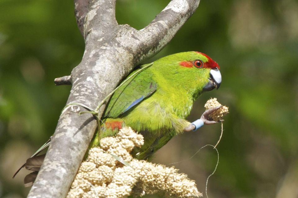 Zealandia by Day Tour - Frequently Asked Questions