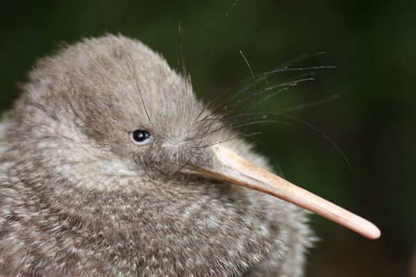 Zealandia by Night Tour - Pricing and Duration