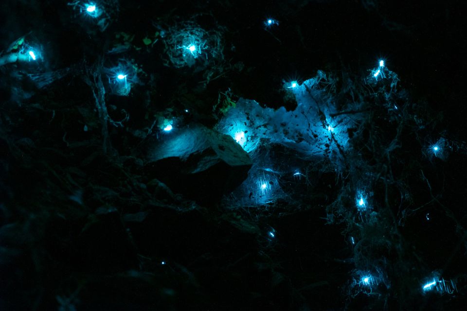 Zealandia by Night Tour - Tour Highlights
