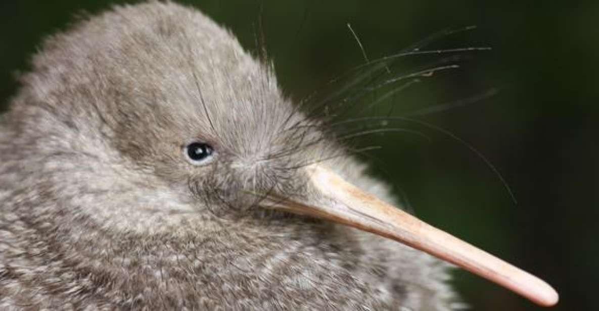 Zealandia by Night Tour - Inclusions and Exclusions