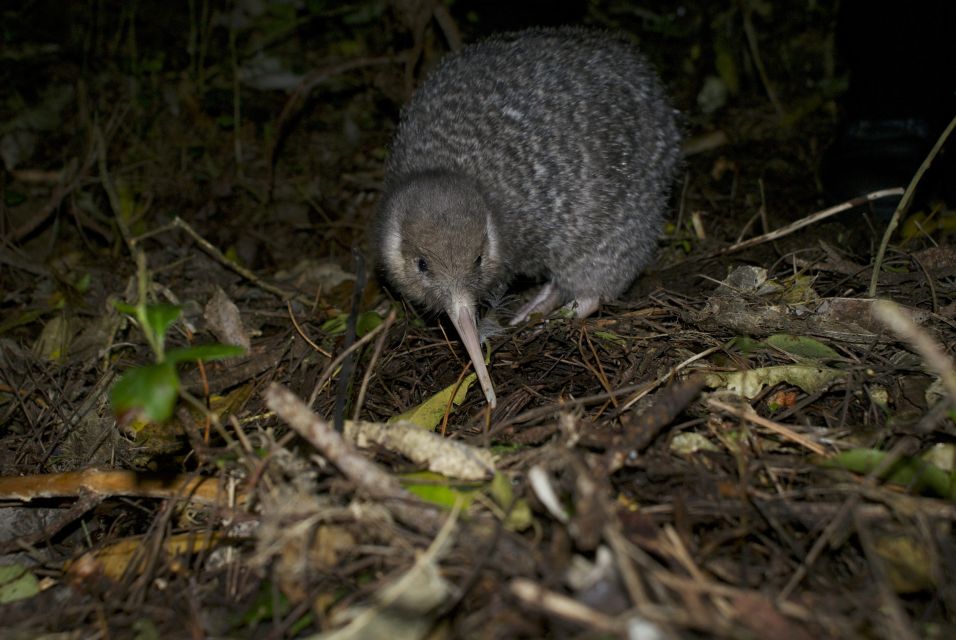 Zealandia by Night Tour - Customer Reviews
