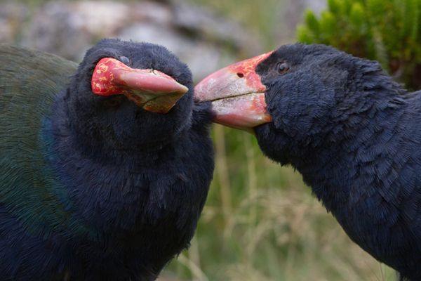 Zealandia by Night Tour - Frequently Asked Questions
