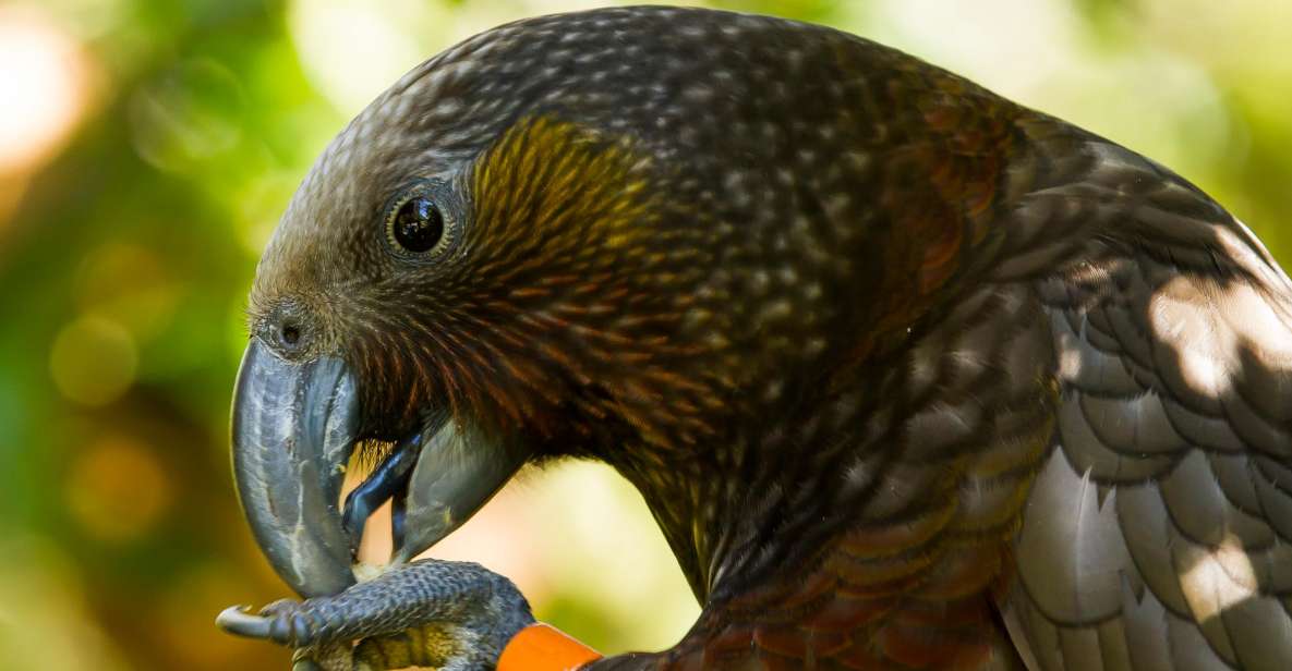 Zealandia Twilight Ecosanctuary Tour - Booking Information